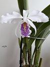 Cattleya maxima 